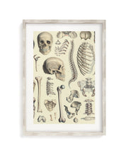 Skeleton Museum Print Cognitive Surplus