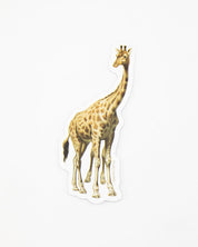 A Cognitive Surplus Giraffe Sticker of a giraffe standing on a white surface.