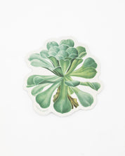 A Cognitive Surplus Sempervivum Canariense Succulent Sticker with a green succulent plant on it.