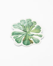 A Cognitive Surplus Sempervivum Canariense Succulent Sticker on a white background.