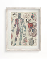 Vascular Scientific Illustration Museum Print