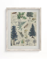 Woodland Forest 3 Scientific Illustration Museum Print