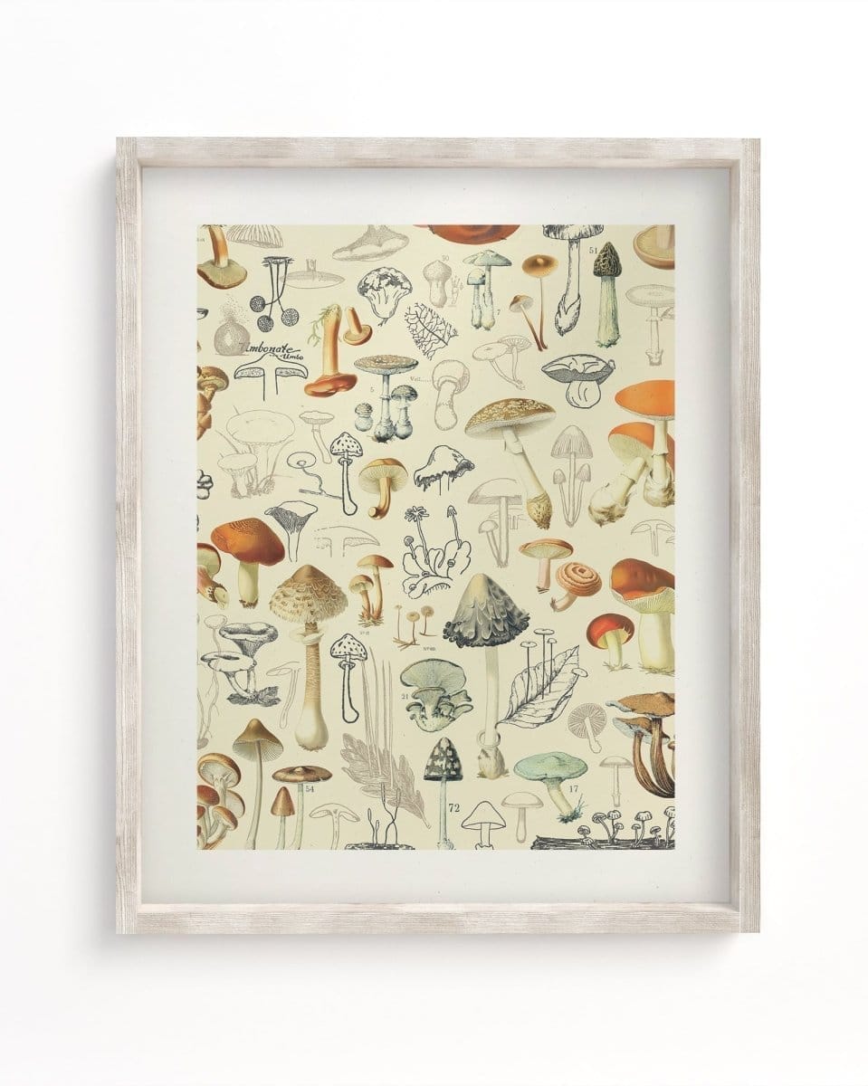 Woodland Mushrooms Museum Print Cognitive Surplus