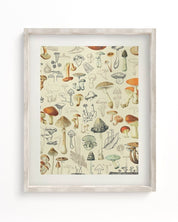 Woodland Mushrooms Museum Print Cognitive Surplus